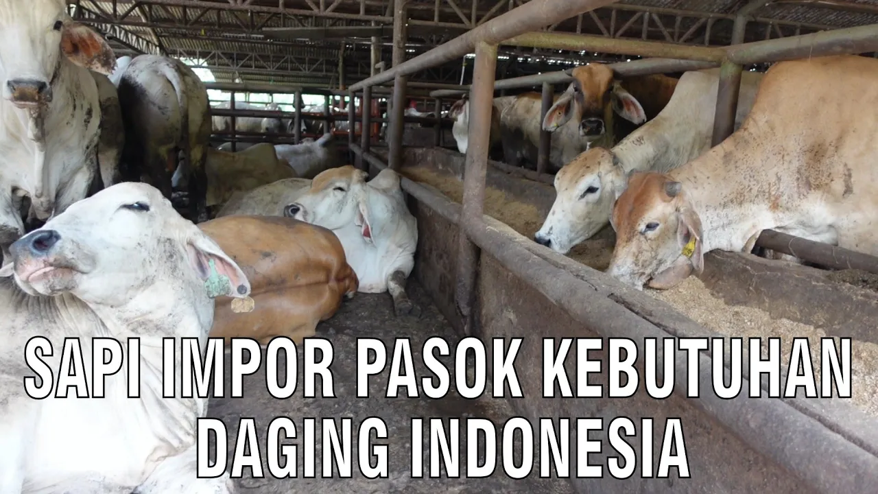
                                 Sapi-Impor-Pasok-Kebutuhan-Daging-Indonesia.jpg